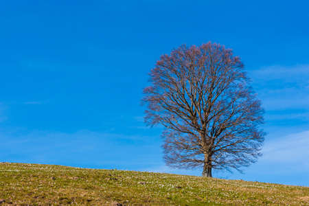 Isolated tree on Mount Grappa in Italy