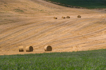 The landscape of Tuscany / Environs of San Giovanni d'Assoの写真素材