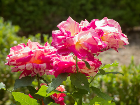 Wild rosesの写真素材