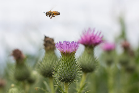 a bee flying over flower to collect pollenの写真素材