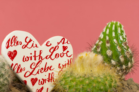 The tender love between the thorns of pain and hatredの写真素材