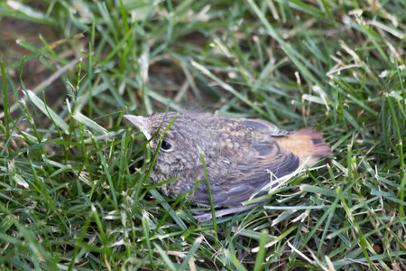 A small redstart laid motionless on the lawn and undefended