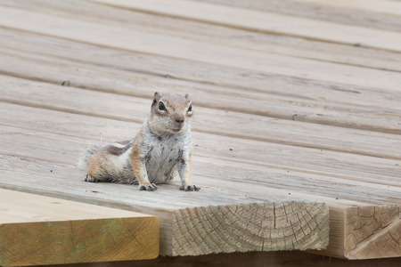 adorable brown squirrel with a fluffy tail and look craftyの写真素材