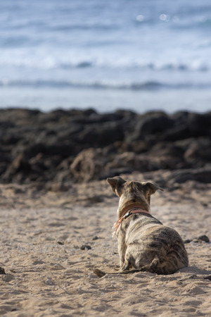 A brown dog sitting on the beach watching the seaの写真素材