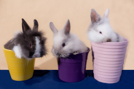 dwarf rabbit out from inside a colored vaseの写真素材