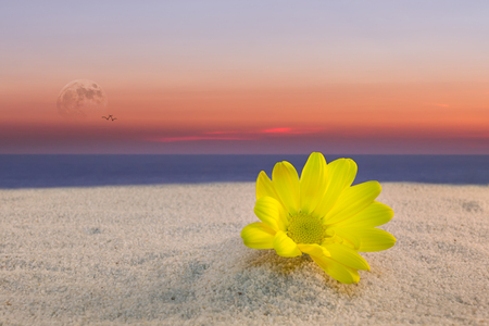 yellow daisy on the beach with the sunsetの写真素材