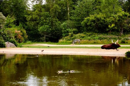 buffalo near a river restingの写真素材