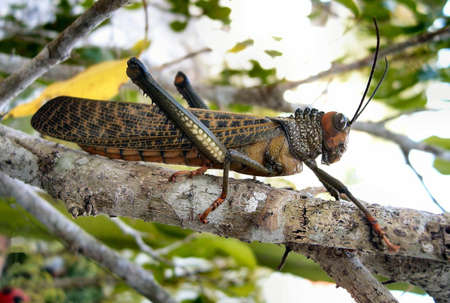 Red wing Locustの写真素材