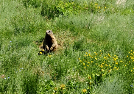 marmot