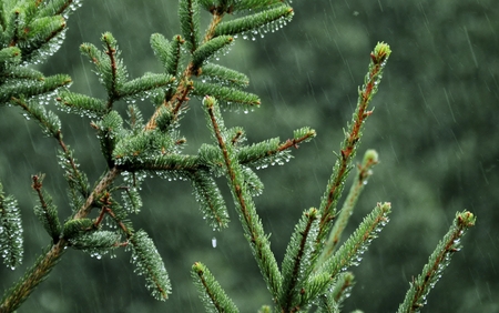 pine