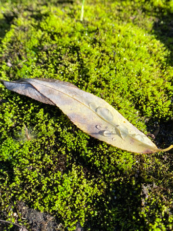 nature details in south chilean forest patagoniaの写真素材