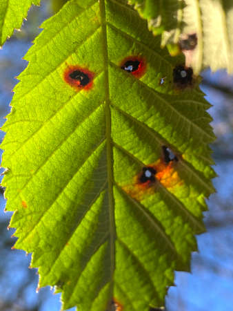 nature details in souther chilean forestの写真素材
