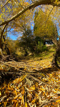 nature details in souther chilean forestの写真素材
