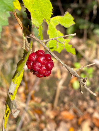 nature details in souther chilean forestの写真素材
