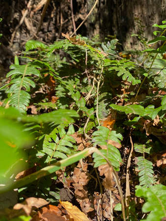 nature details in souther chilean forestの写真素材