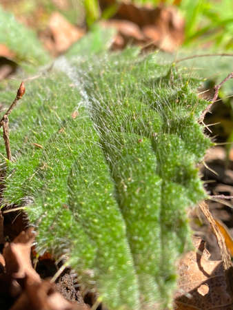 nature details in souther chilean forestの写真素材