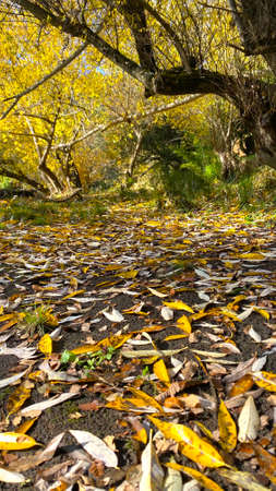 nature details in souther chilean forestの写真素材