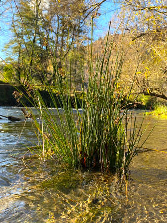 nature details in souther chilean forestの写真素材
