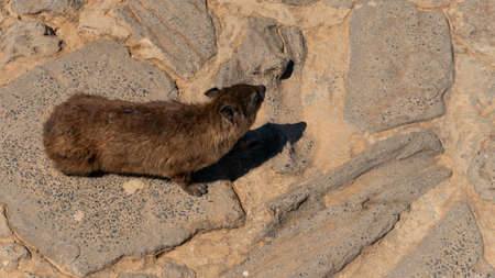 Rock Dassieの写真素材