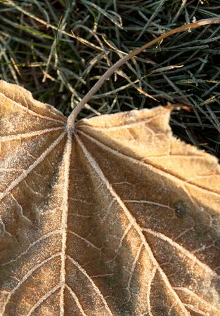 frozen leaf in the early autumn morningの写真素材