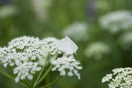 white butterfly and protective colorationの写真素材