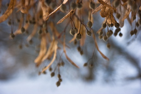 Linden seedsの写真素材