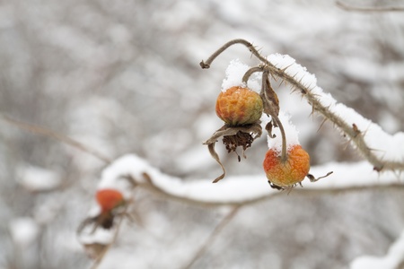 big red rose hips macro in winter