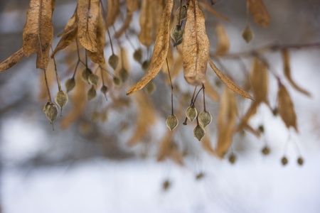 linden seeds on a cold winter dayの写真素材