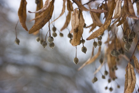 linden seeds on a cold winter dayの写真素材