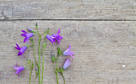 Bluebells on wooden background. Summer background.の写真素材