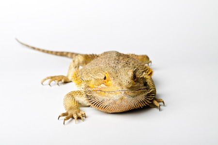 Agama. Bearded dragon isolated on bright background. Pogona vitticeps.の写真素材