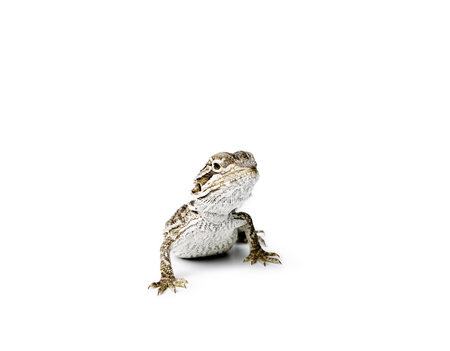 Agama. Baby Bearded Dragon on white background. Pogona vitticeps.の写真素材