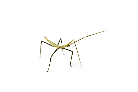 Annam Stick Insect. Annam Walking Stick - Medauroidea extradentata isolated on white. Walking or...