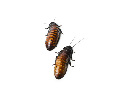 Madagascar hissing Cockroach. Madagascar hissing cockroach isolated on white background.