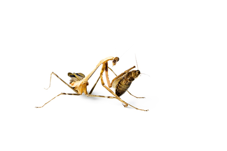 Praying mantis and cockroach isolated on white background. Predator and victim concept.の写真素材