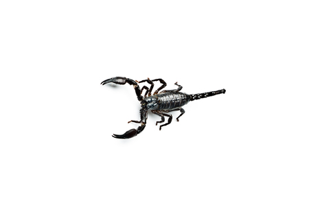 Asian Forest Scorpion isolated on white. Heterometrus petersii.の写真素材