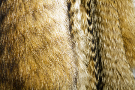 Raccoon dog fur. Useful as texture or background.