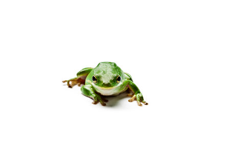 Wet american green tree frog isolated on white background. Hyla cinerea.の写真素材