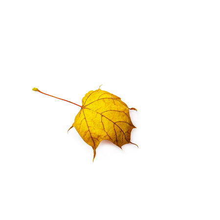 Autumn leaf isolated on white background. Colorful maple leaf.の写真素材