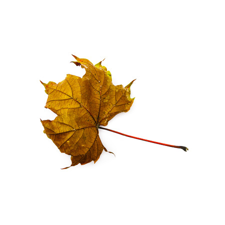 Autumn leaf isolated on white background. Colorful maple leaf.