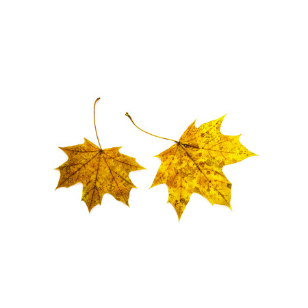 Autumn leaves isolated on white background. Colorful maple leaves.