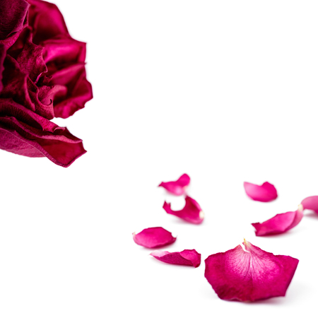 Set of red rose petals isolated on white background. Macro.の写真素材