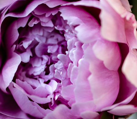 Pink peony. Flower as background. Macro.の写真素材