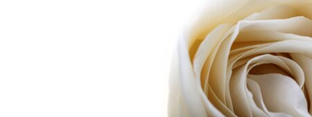 White rose on white background. Flower as background. Macro.の写真素材
