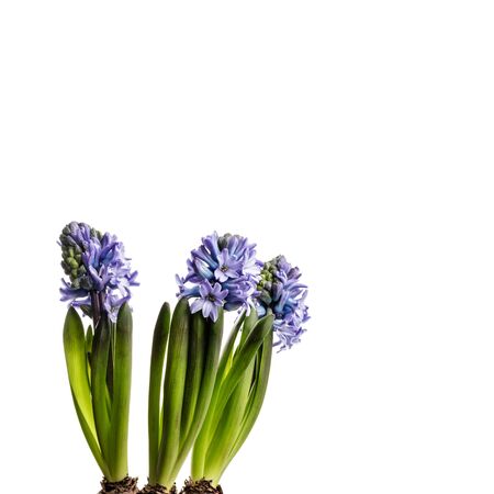 Hyacinth isolated on white background. Growing hyacinth flower buds. Spring flower.の写真素材