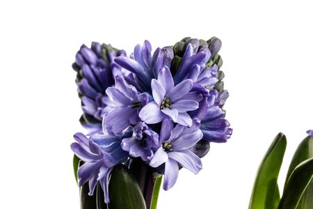 Hyacinth isolated on white background. Growing hyacinth flower buds. Spring flower.の写真素材