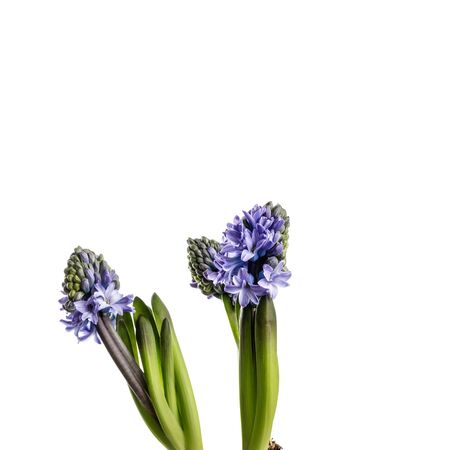 Hyacinth isolated on white background. Growing hyacinth flower buds. Spring flower.の写真素材