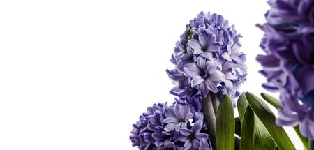 Hyacinth isolated on white background. Growing hyacinth flower buds. Spring flower.の写真素材