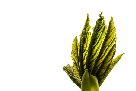Growing leaves isolated on white background. Springtime. Macro.