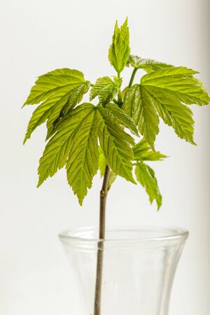 Growing leaves in a glass vase. Springtime. Macro.の写真素材